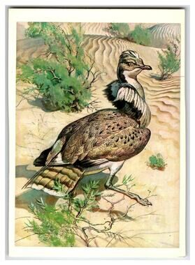 1979 USSR Houbara Bustard Desert Bird Wildlife Postcard Russian Text